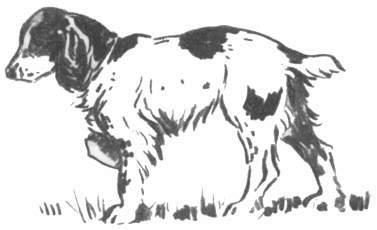 Springer-Spaniel