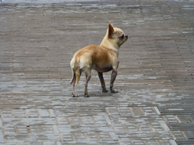 20130527-peking-1031