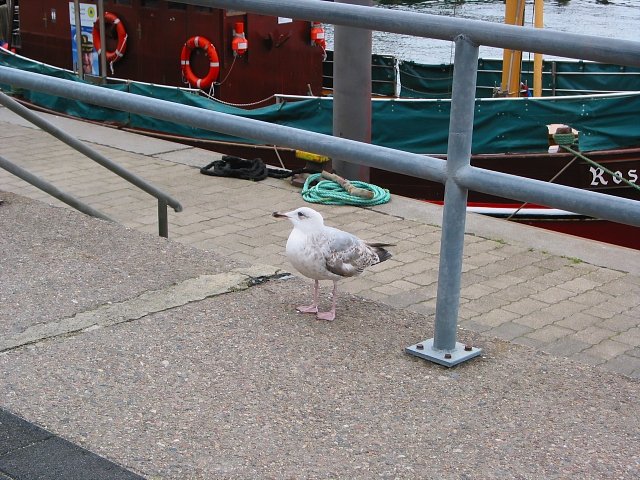 Minden an ihrem Liegeplatz